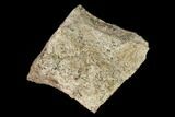 Permian Amphibian Fossil Bone - Texas #153737-1